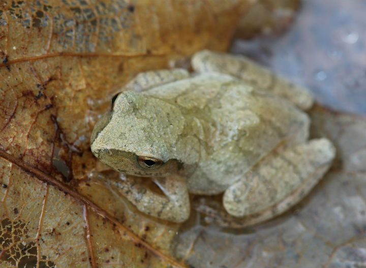 Spring Peeper